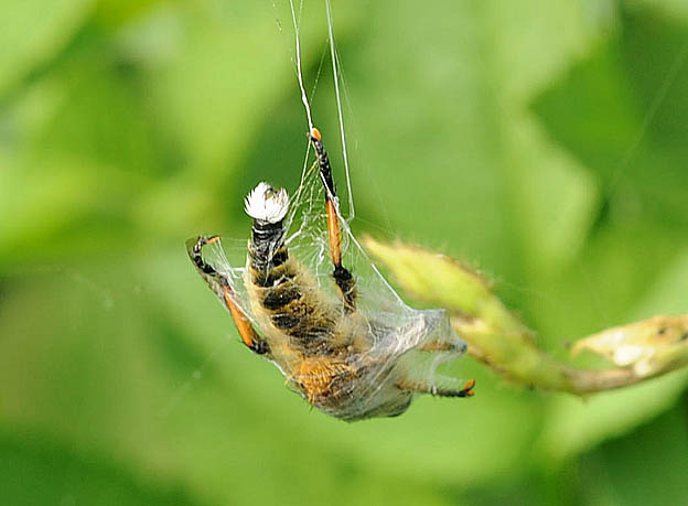 クモの巣にかかったシオヤアブ