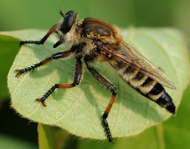 シオヤアブのメス