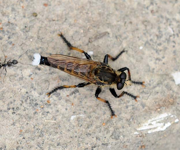 地面に止まるシオヤアブのオス