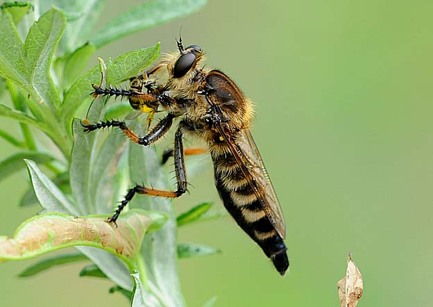 捕食中のシオヤアブのメス