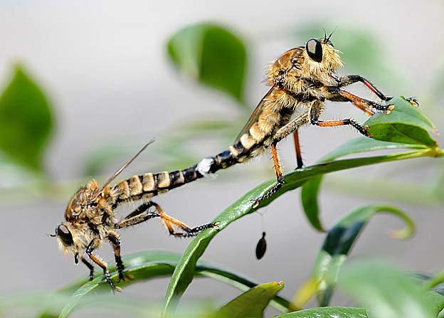 交尾中のシオヤアブ