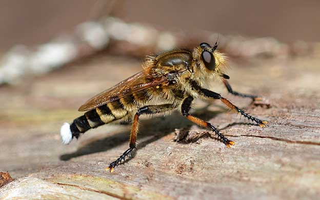 よく姿を見るシオヤアブ