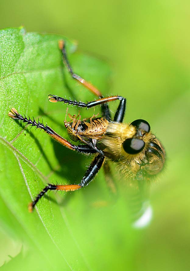 獲物を捕まえたシオヤアブ