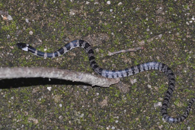 シロマダラの写真