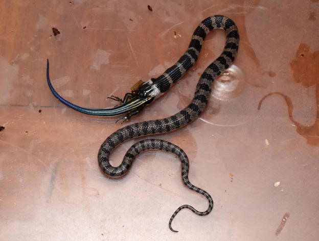 ニホントカゲを食べるシロマダラの写真