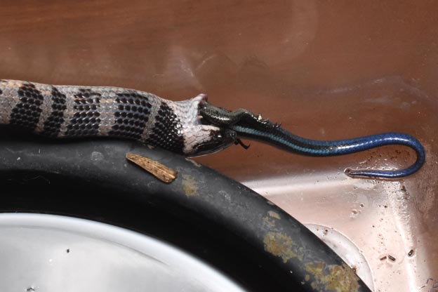 ニホントカゲを食べるシロマダラの写真