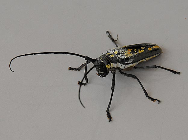 シロスジカミキリの写真