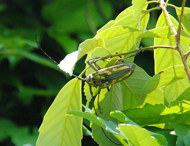 枝先のシロスジカミキリ