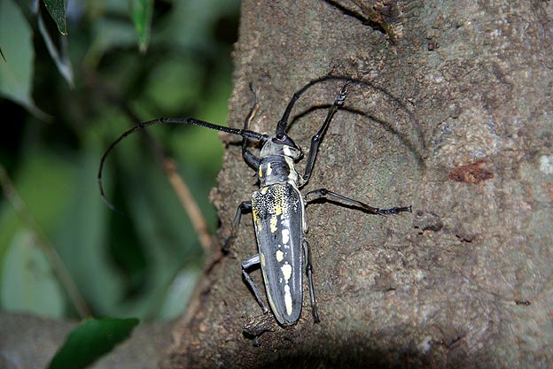 木にとまるシロスジカミキリ