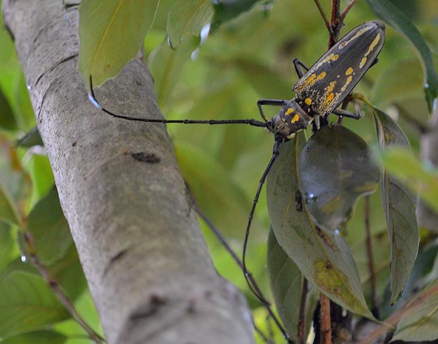 幹を歩くシロスジカミキリ