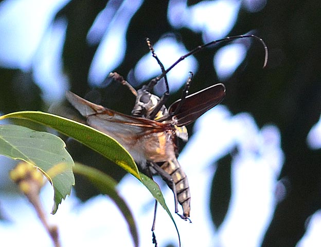 飛ぶシロスジカミキリ