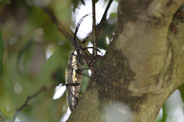 幹を歩くシロスジカミキリ