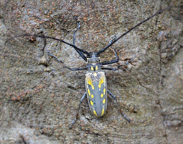 幹にいるシロスジカミキリ