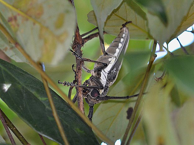木の枝をかじるシロスジカミキリ