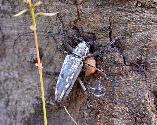樹液に来たシロスジカミキリ
