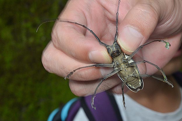 シロスジカミキリの写真
