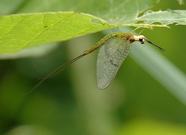 羽化仕立て？のモンカゲロウの亜成虫