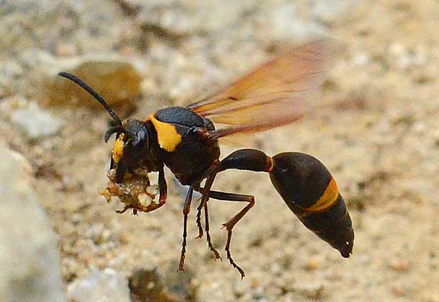 土を抱えて飛ぶスズバチ