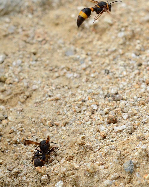 体当たり？をするスズバチ