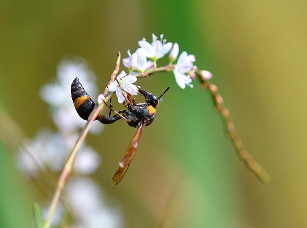 サクラタデ？に来たスズバチ