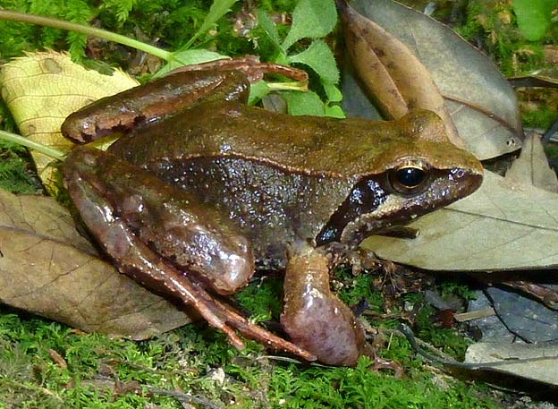 前足が異常…？タゴガエル