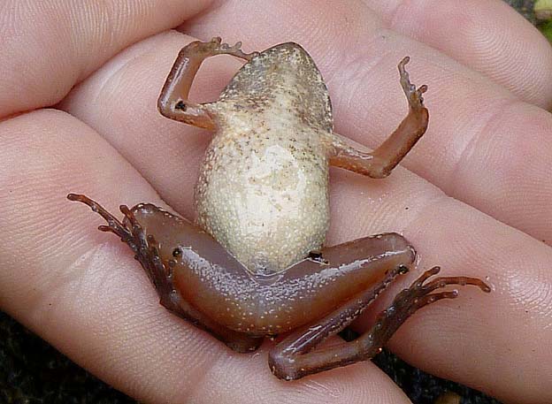 タゴガエルの腹部の模様