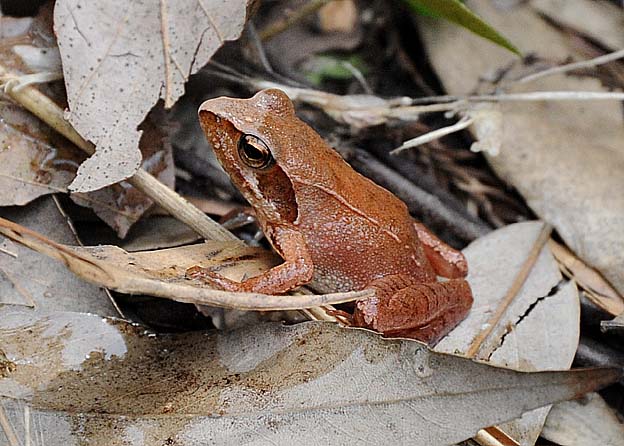 タゴガエルの写真