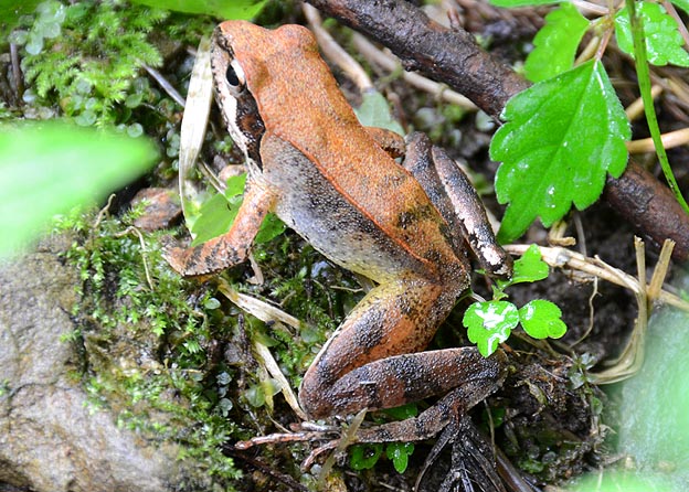 タゴガエルの写真