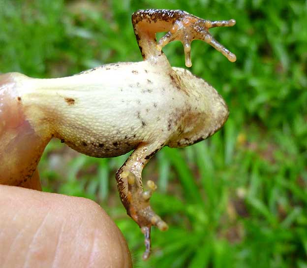 タゴガエルの腹部