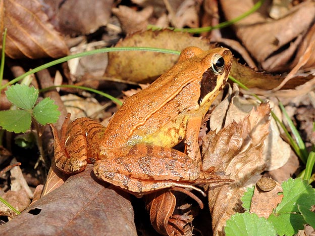 兵庫県宝塚市のタゴガエル