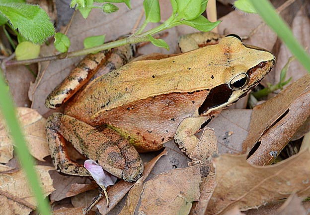 ニホンアカガエルの写真