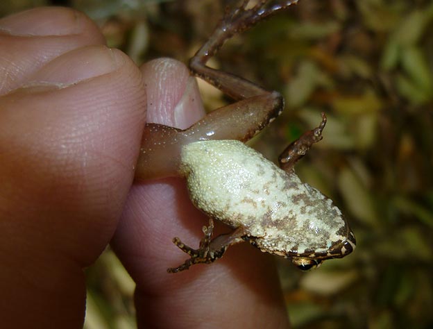 小さなタゴガエルの腹部