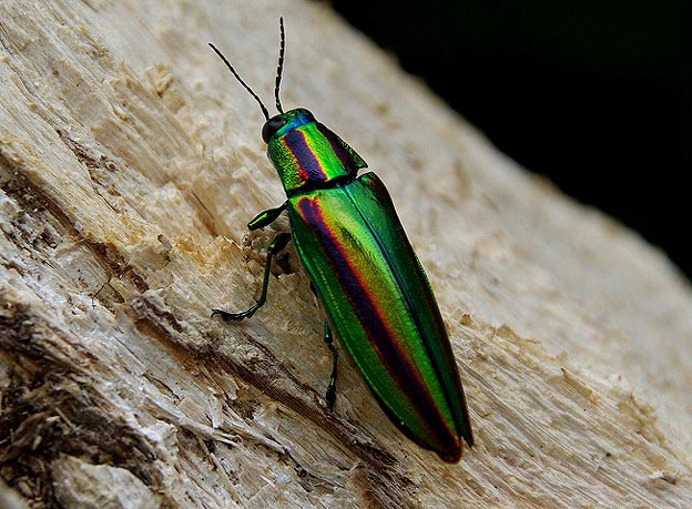 タマムシのなかま