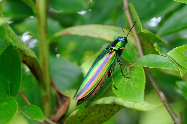 エノキに止まるタマムシ