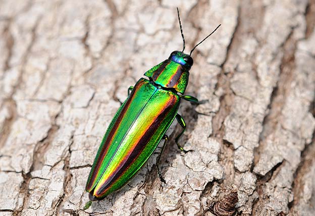 ヤマトタマムシの写真