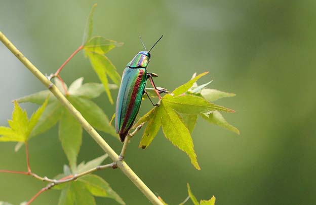 ヤマトタマムシの写真