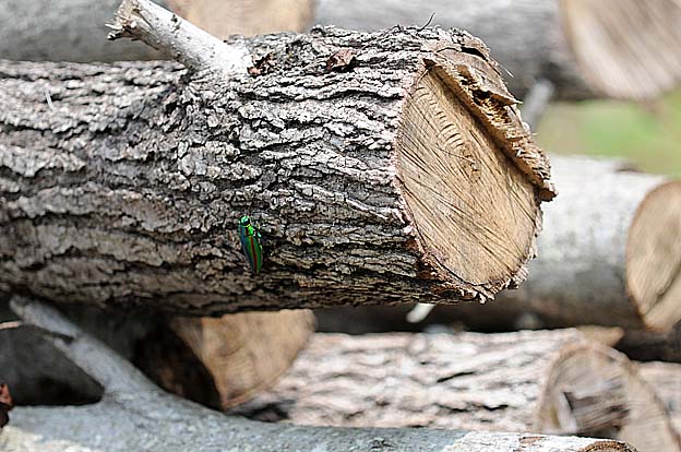 枯れ木に来たヤマトタマムシ