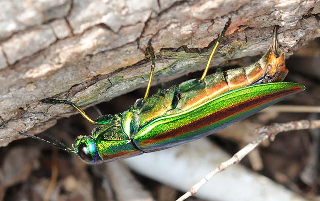 産卵するヤマトタマムシ