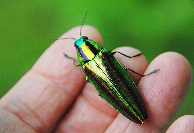 2011年のタマムシ