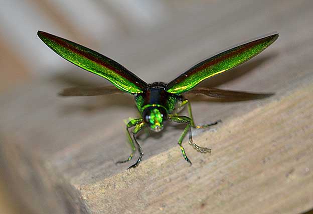 飛び立つタマムシ