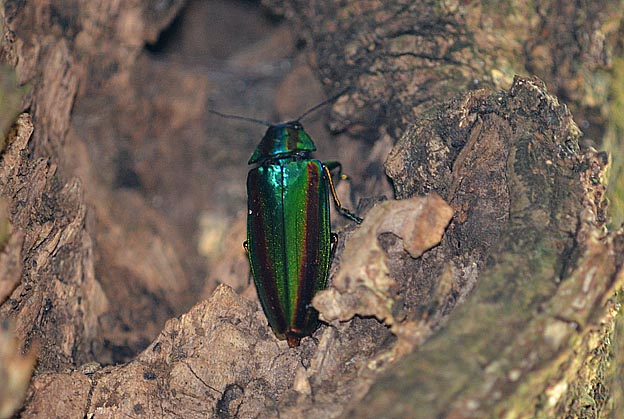 台場クヌギに産卵するタマムシ