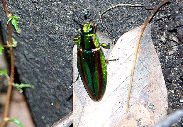 アラカシに止まったタマムシ