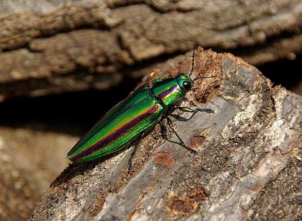 産卵に来たタマムシ