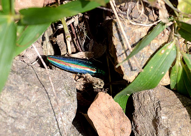 落ちていたタマムシ