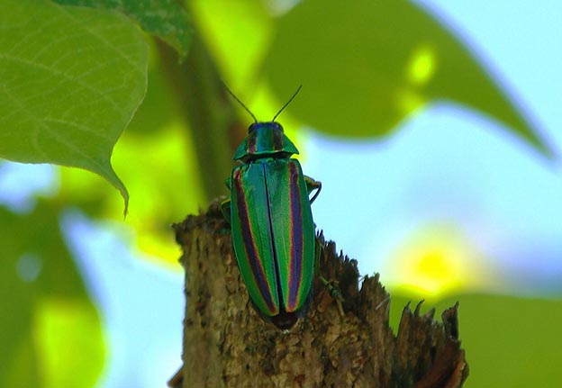 タマムシの写真