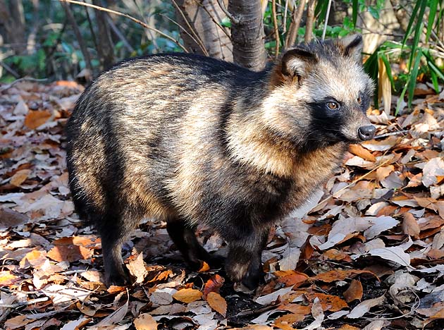 ホンドタヌキの写真