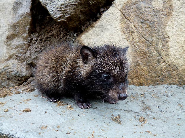 ホンドタヌキの子ども