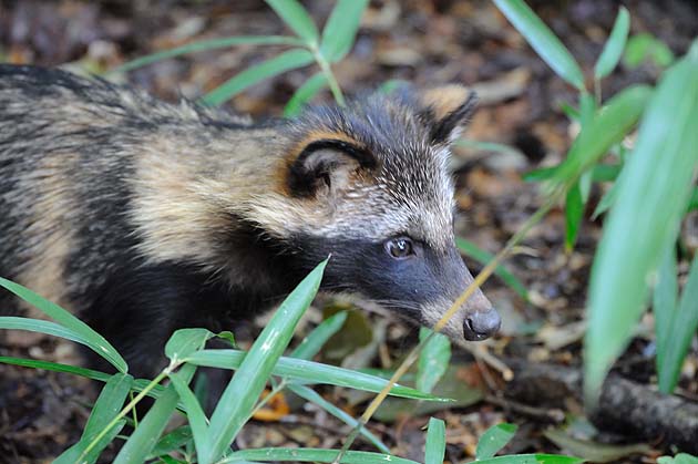 タヌキの子どもの写真