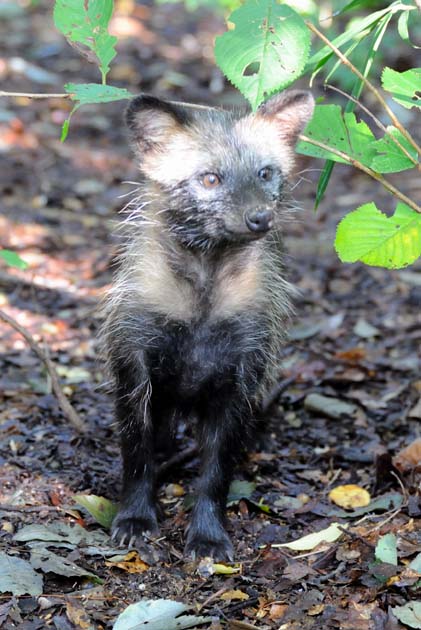 タヌキの子どもの写真