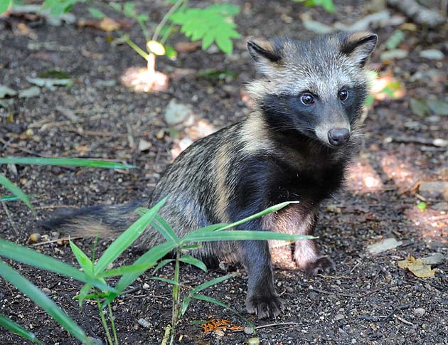 タヌキの子どもの写真